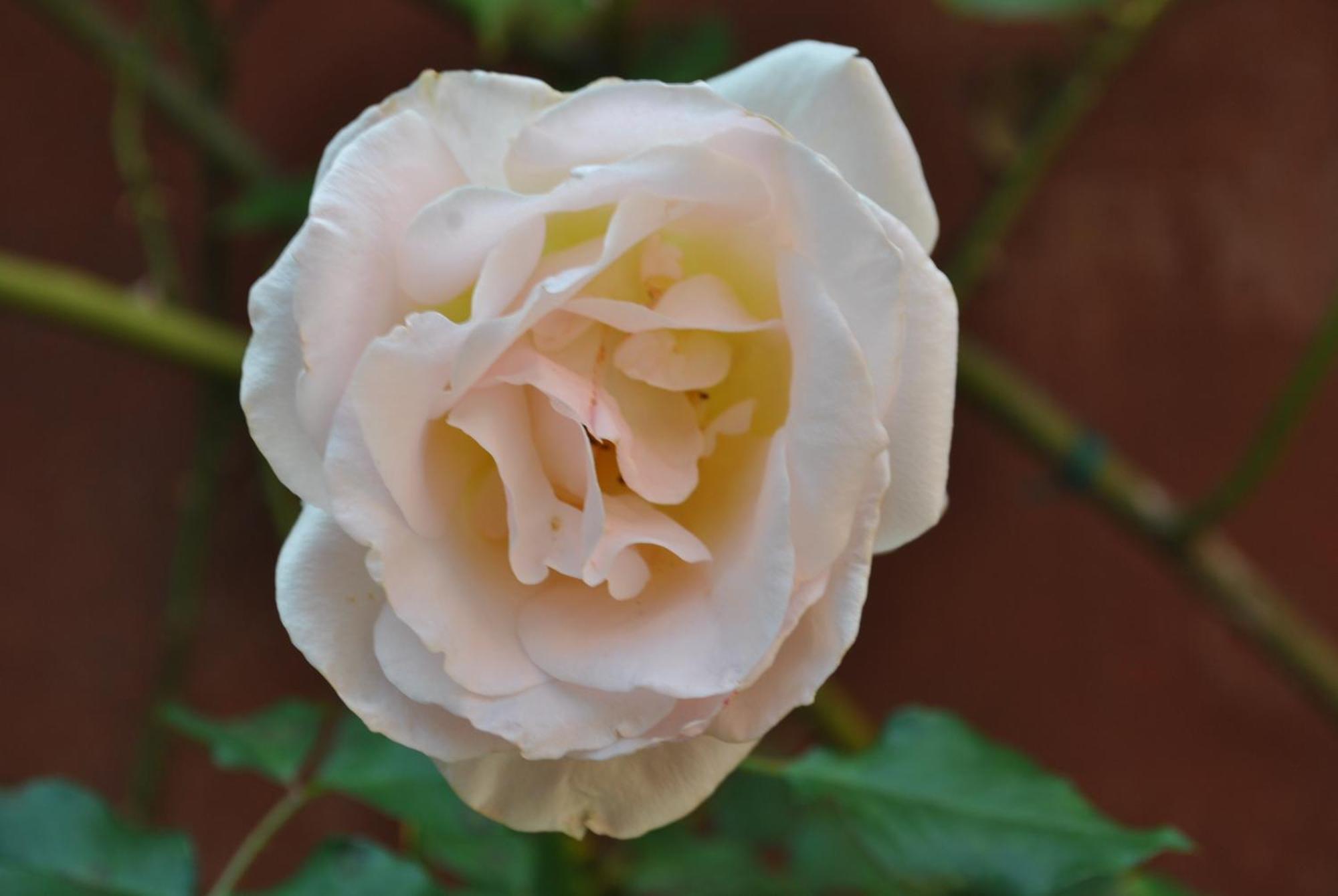 Sous L'Olivier Bed and Breakfast Menton Exterior foto